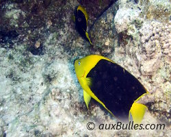Poisson ange tricolore (Holacanthus tricolor)