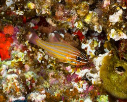 Apogon à rayures jaunes (Ostorhinchus cyanosoma)