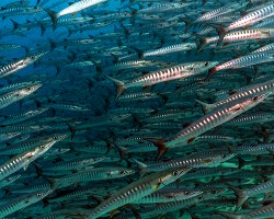 Barracuda à nageoires noires (Sphyraena qenie)