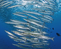 Barracuda Mexicain (Sphyraena ensis)