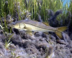 Brochet de mer (Centropomus undecimalis)