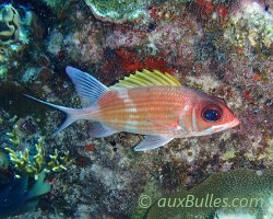 Cardinal blanc (Holocentrus adscensionis)