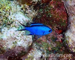 Castagnole bleue (Azurina cyanea)