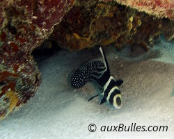 Chevalier ponctué (Equetus punctatus)