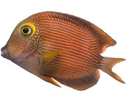 Poisson chirurgien à cercle doré (Ctenochaetus strigosus)