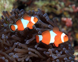 Poisson clown à trois bandes (Amphiprion ocellaris)