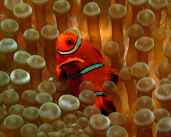 Le poisson clown épineux dans son anémone hôte ! Le poisson clown épineux dans son anémone hôte !