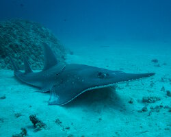 Poisson coin (Rhynchobatus australiae)