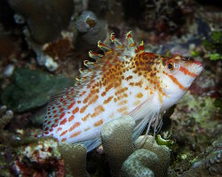 Poisson épervier nain (Cirrhitichthys falco)