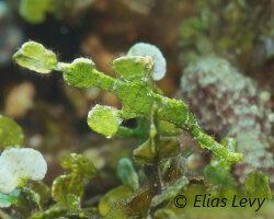 Poisson fantôme halimeda (Solenostomus halimeda)