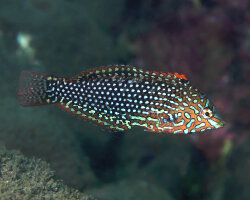 Faux labre léopard (Macropharyngodon ornatus)