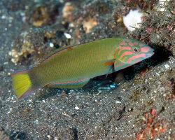 Girelle paon verte (Thalassoma lunare)