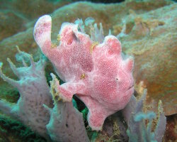 Poisson grenouille à ocelles (Fowlerichthys ocellatus)