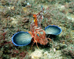 Grondin australien (Lepidotrigla papilio)