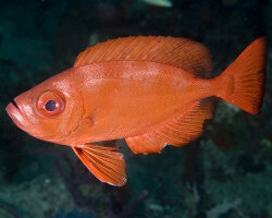 Gros-yeux de l'Atlantique (Priacanthus arenatus)