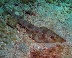 Poisson guitare de l'Atlantique (Rhinobatos lentiginosus)