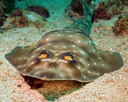 Poisson guitare de Gorgona (Pseudobatos prahli)