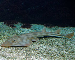 Poisson guitare spatule (Pseudobatos productus)