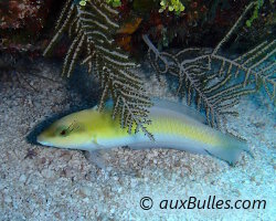 Labre à tête jaune (Halichoeres garnoti)