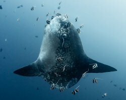 Poisson lune à bosse (Mola alexandrini)