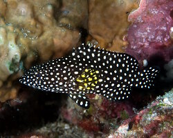 Mérou à flocons (Epinephelus ongus)