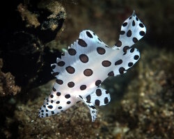 Mérou de Grace Kelly (Cromileptes altivelis) Mérou de Grace Kelly (Cromileptes altivelis)