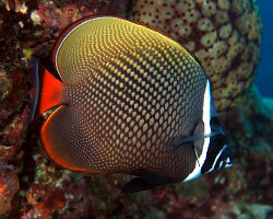 Poisson papillon à collier (Chaetodon collare)