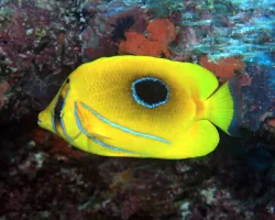 Poisson-papillon de Bennett (Chaetodon bennetti)