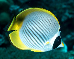 Poisson papillon panda (Chaetodon adiergastos)