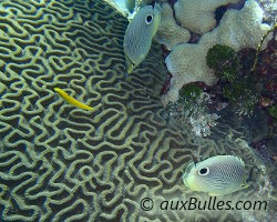 Poisson papillon à quatre yeux (Chaetodon capistratus)