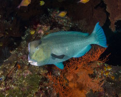 Poisson perroquet à bosse (Bolbometopon muricatum)