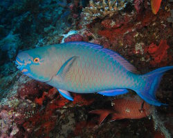 Poisson perroquet bicolore (Scarus rubroviolaceus)