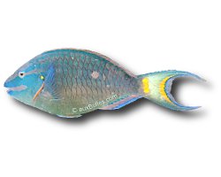 Poisson perroquet feu (Sparisoma viride)