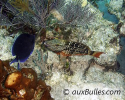 Poisson perroquet feu (Sparisoma viride)