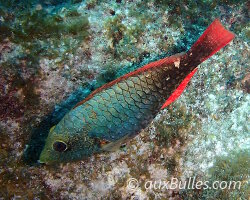 Poisson perroquet tacheté (Sparisoma aurofrenatum)