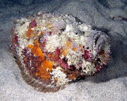 Poisson pierre commun (Synanceia verrucosa)