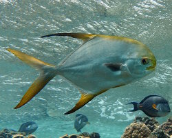 Pompaneau lune (Trachinotus blochii)