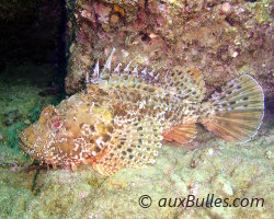 Rascasse brune (Scorpaena porcus)