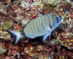 Sar commun (Diplodus sargus)