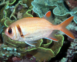 Poisson soldat pomme de pin (Myripristis murdjan)