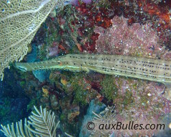 La t�te et le corps du poisson trompette sont parsem�s d'une multitude de points noirs align�s longitudinalement.