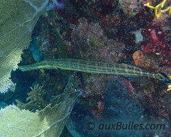 Le poisson trompette se tient immobile en embuscade pr�s � fondre sur les proies qui viennent s'aventurer � proximit� imm�diate !