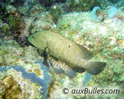 Vieille de roche (Cephalopholis cruentata) Vieille de roche (Cephalopholis cruentata)