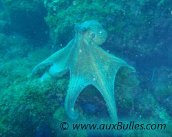 Les céphalopodes avec le poulpe commun de Méditerranée Les céphalopodes avec le poulpe commun de Méditerranée