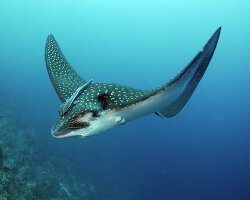 Raie aigle à points blancs de l'Atlantique (Aetobatus narinari)