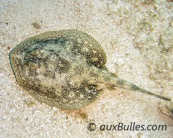 Raie pastenague jaune (Urobatis jamaicensis)