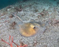 Raie pastenague sépia (Urolophus aurantiacus) Raie pastenague sépia (Urolophus aurantiacus)