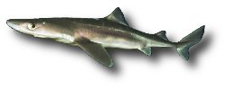 Aiguillat commun (Squalus acanthias) Aiguillat commun (Squalus acanthias)