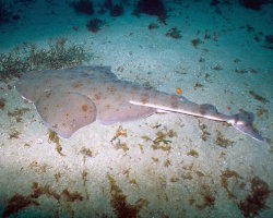 Requin ange de mer du Pacifique (Squatina californica)