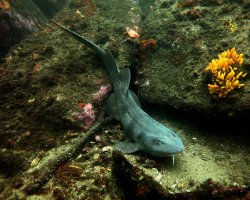 Requin aveugle des roches (Brachaelurus waddi)